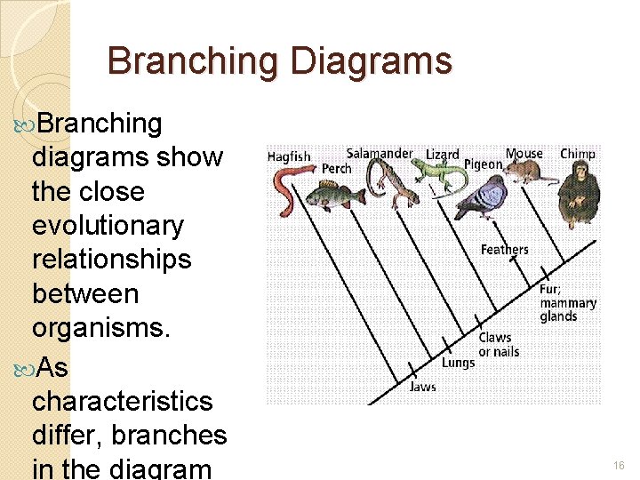 Branching Diagrams Branching diagrams show the close evolutionary relationships between organisms. As characteristics differ,