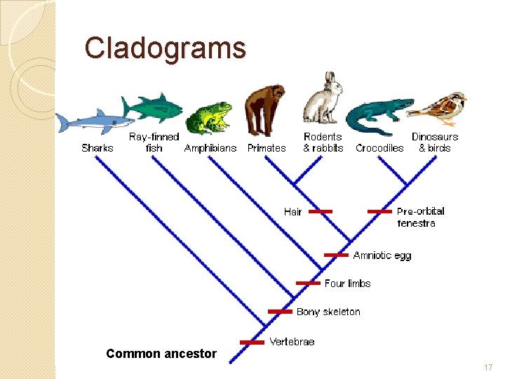Cladograms Common ancestor 17 