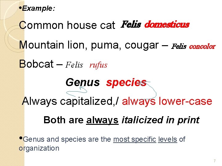  • Example: Common house cat –Felis domesticus Mountain lion, puma, cougar – Felis