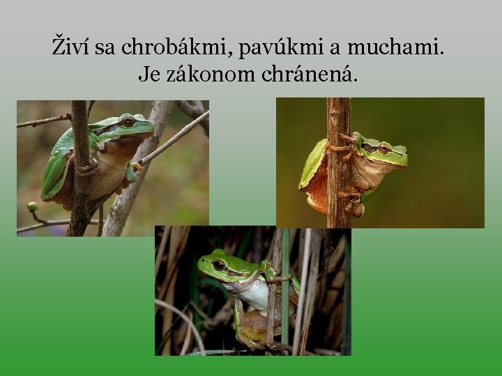 Živí sa chrobákmi, pavúkmi a muchami. Je zákonom chránená. 