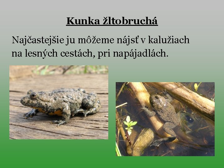 Kunka žltobruchá Najčastejšie ju môžeme nájsť v kalužiach na lesných cestách, pri napájadlách. 
