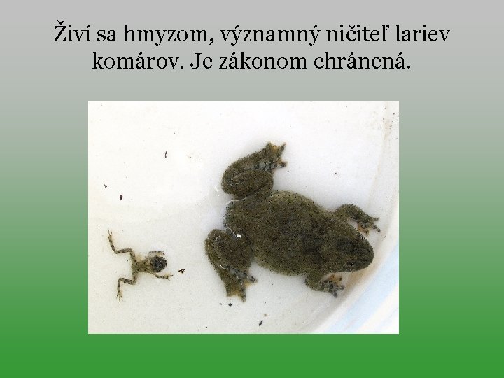 Živí sa hmyzom, významný ničiteľ lariev komárov. Je zákonom chránená. 