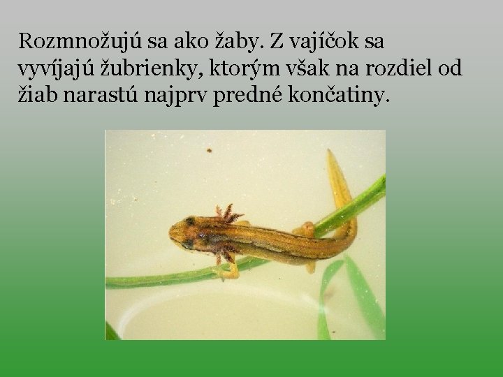 Rozmnožujú sa ako žaby. Z vajíčok sa vyvíjajú žubrienky, ktorým však na rozdiel od