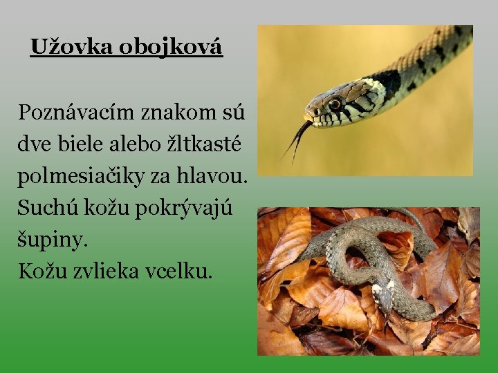 Užovka obojková Poznávacím znakom sú dve biele alebo žltkasté polmesiačiky za hlavou. Suchú kožu