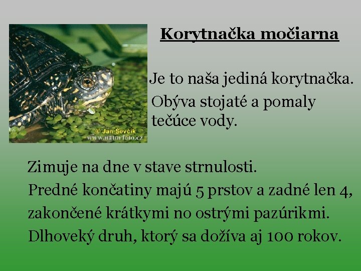 Korytnačka močiarna Je to naša jediná korytnačka. Obýva stojaté a pomaly tečúce vody. Zimuje