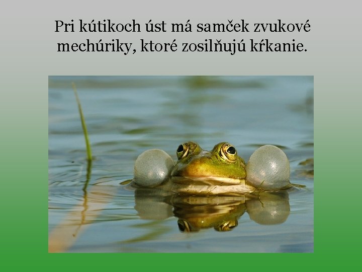 Pri kútikoch úst má samček zvukové mechúriky, ktoré zosilňujú kŕkanie. 