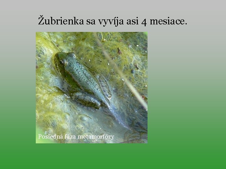 Žubrienka sa vyvíja asi 4 mesiace. Posledná fáza metamorfózy 