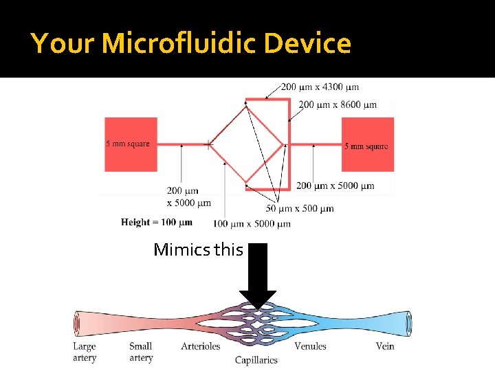 Your Microfluidic Device Mimics this 