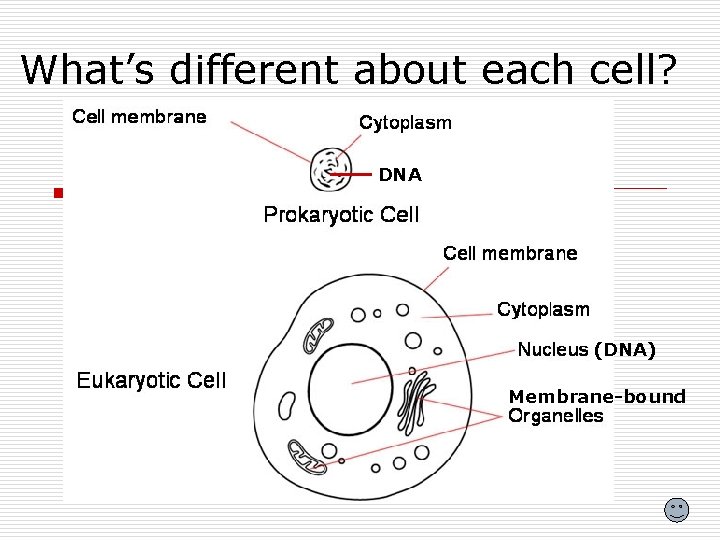 What’s different about each cell? DNA (DNA) Membrane-bound 