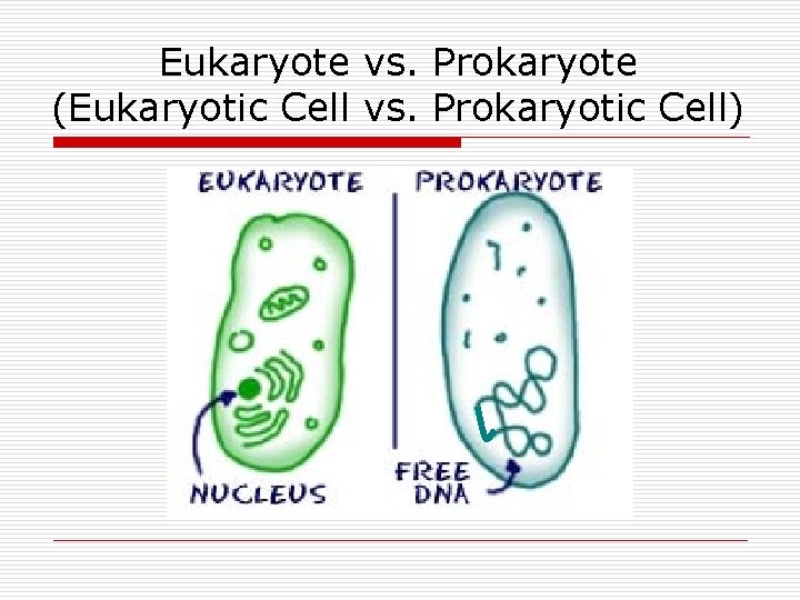 Eukaryote vs. Prokaryote (Eukaryotic Cell vs. Prokaryotic Cell) 