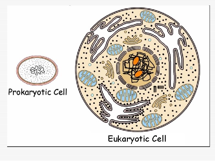 Eukaryotic Cell 