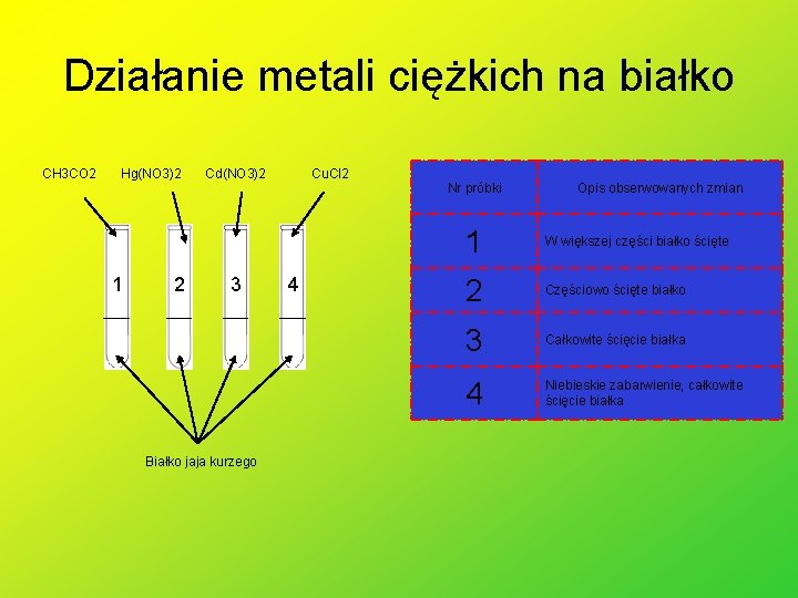 Działanie metali ciężkich na białko CH 3 CO 2 Hg(NO 3)2 1 2 Cd(NO