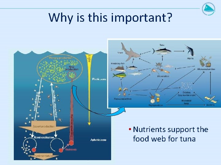 Why is this important? • Nutrients support the food web for tuna 