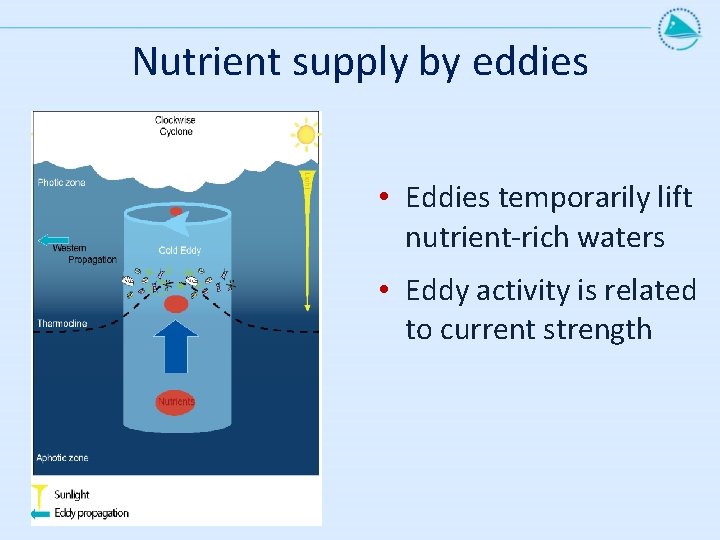 Nutrient supply by eddies • Eddies temporarily lift nutrient-rich waters • Eddy activity is