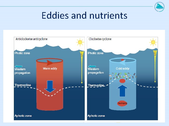 Eddies and nutrients 