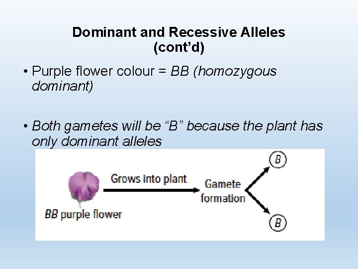 Dominant and Recessive Alleles (cont’d) • Purple flower colour = BB (homozygous dominant) •