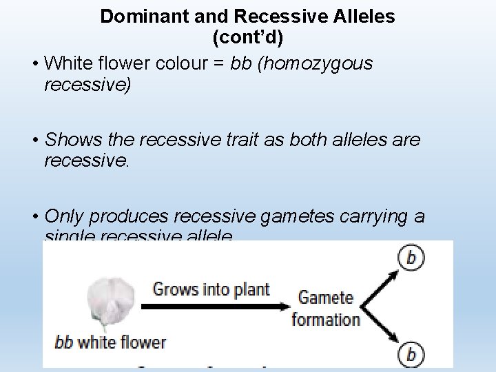 Dominant and Recessive Alleles (cont’d) • White flower colour = bb (homozygous recessive) •