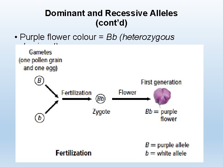 Dominant and Recessive Alleles (cont’d) • Purple flower colour = Bb (heterozygous dominant) 