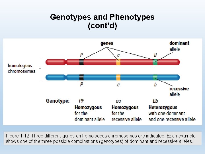 Genotypes and Phenotypes (cont’d) Figure 1. 12: Three different genes on homologous chromosomes are