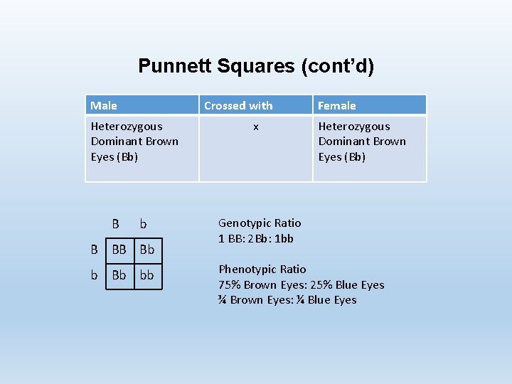 Punnett Squares (cont’d) Male Crossed with Heterozygous Dominant Brown Eyes (Bb) B b B