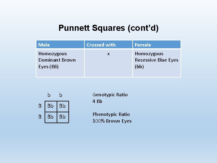 Punnett Squares (cont’d) Male Crossed with Homozygous Dominant Brown Eyes (BB) b b B