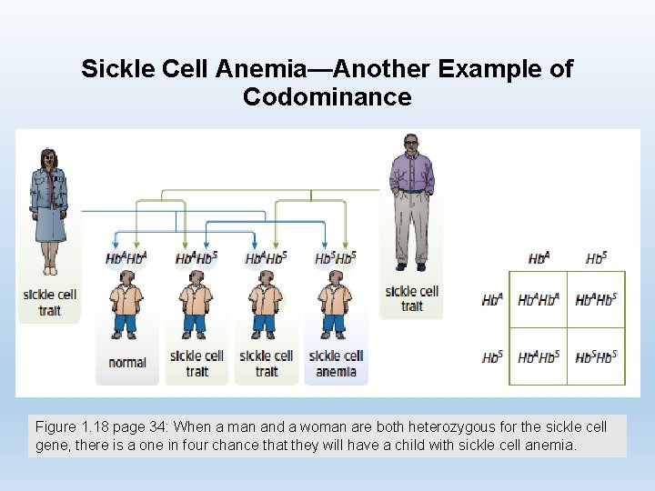 Sickle Cell Anemia—Another Example of Codominance Figure 1. 18 page 34: When a man