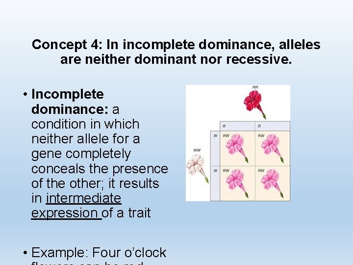 Concept 4: In incomplete dominance, alleles are neither dominant nor recessive. • Incomplete dominance: