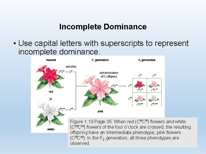 Incomplete Dominance • Use capital letters with superscripts to represent incomplete dominance. Figure 1.