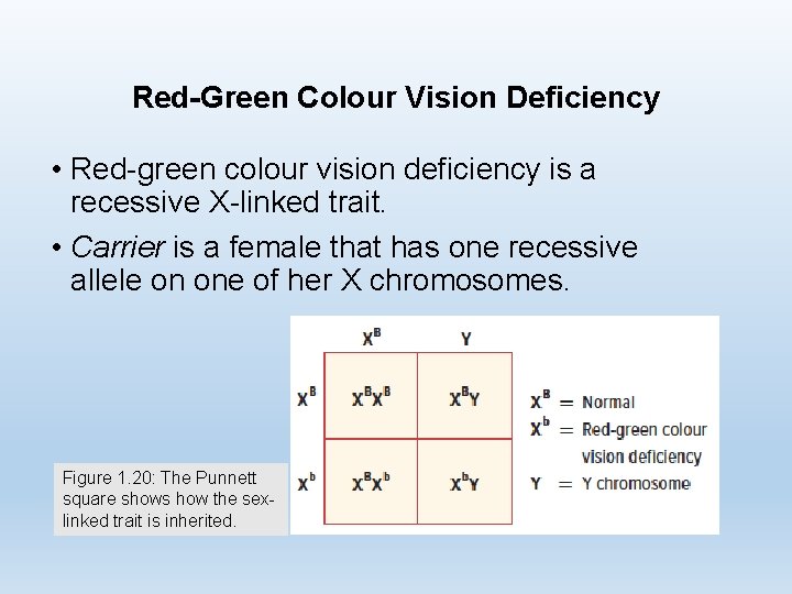 Red-Green Colour Vision Deficiency • Red-green colour vision deficiency is a recessive X-linked trait.