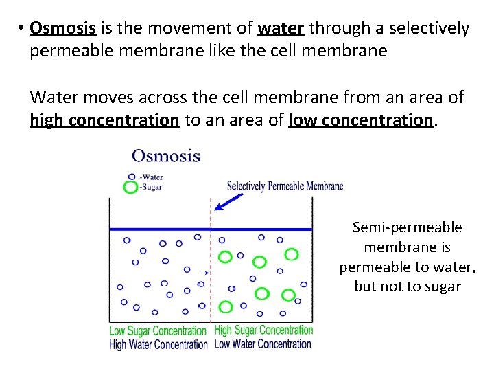  • Osmosis is the movement of water through a selectively permeable membrane like