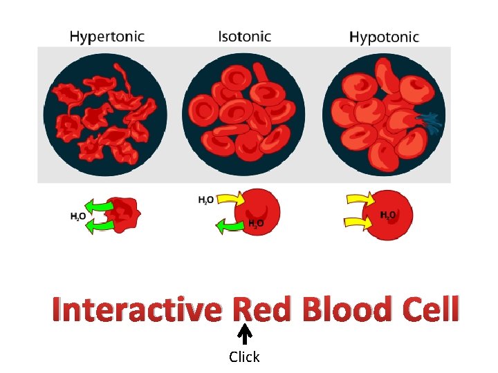 Interactive Red Blood Cell Click 