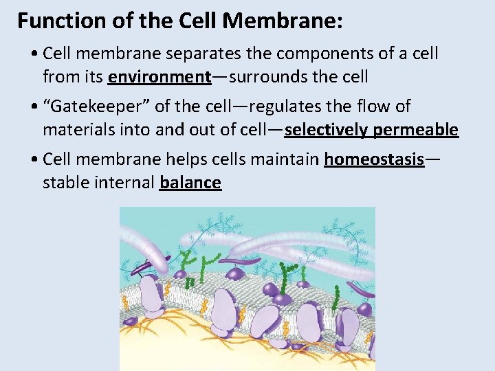 Function of the Cell Membrane: • Cell membrane separates the components of a cell