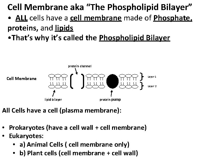 Cell Membrane aka “The Phospholipid Bilayer” • ALL cells have a cell membrane made
