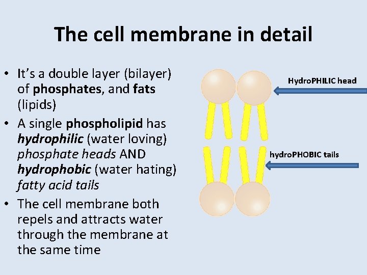 The cell membrane in detail • It’s a double layer (bilayer) of phosphates, and
