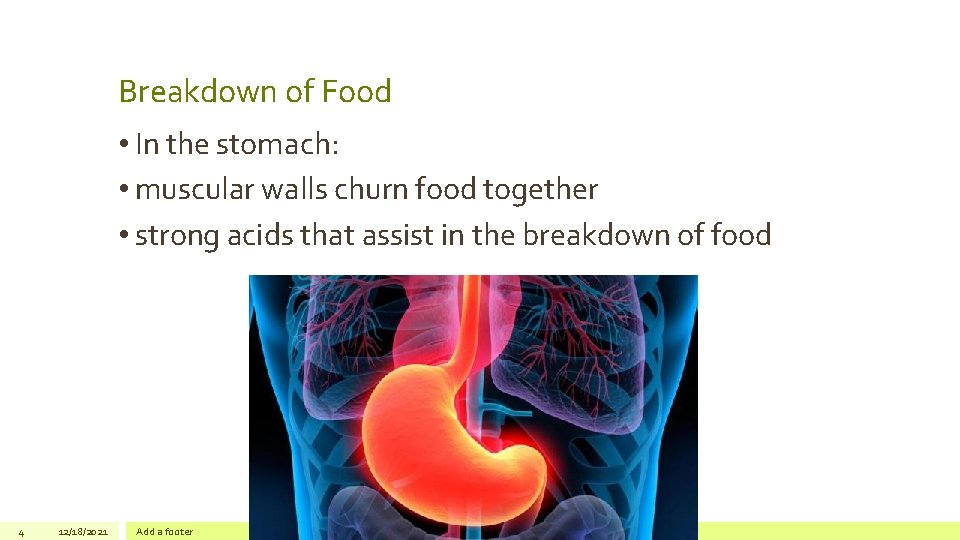 Breakdown of Food • In the stomach: • muscular walls churn food together •