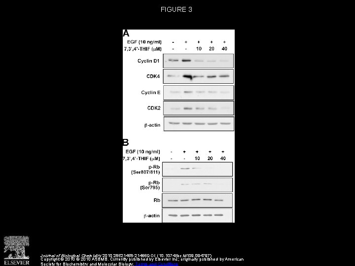 FIGURE 3 Journal of Biological Chemistry 2010 28521458 -21466 DOI: (10. 1074/jbc. M 109.