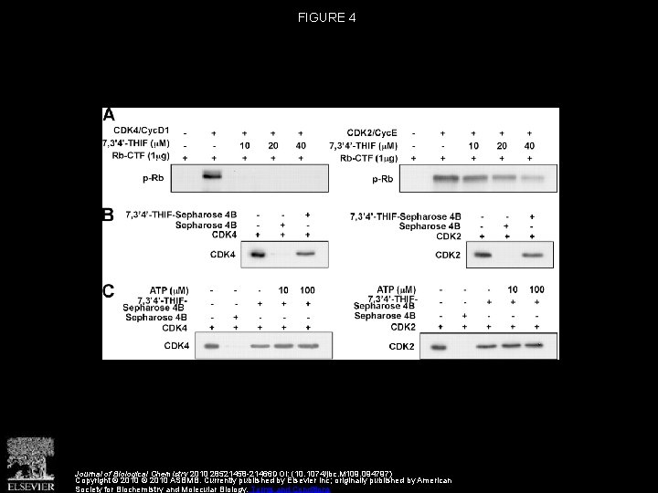 FIGURE 4 Journal of Biological Chemistry 2010 28521458 -21466 DOI: (10. 1074/jbc. M 109.