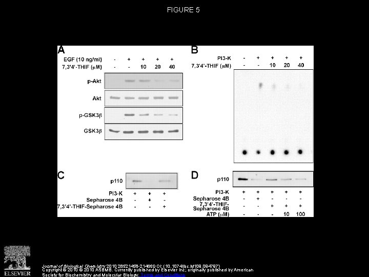 FIGURE 5 Journal of Biological Chemistry 2010 28521458 -21466 DOI: (10. 1074/jbc. M 109.