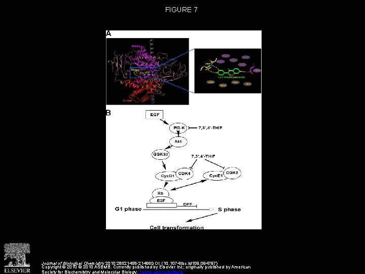 FIGURE 7 Journal of Biological Chemistry 2010 28521458 -21466 DOI: (10. 1074/jbc. M 109.