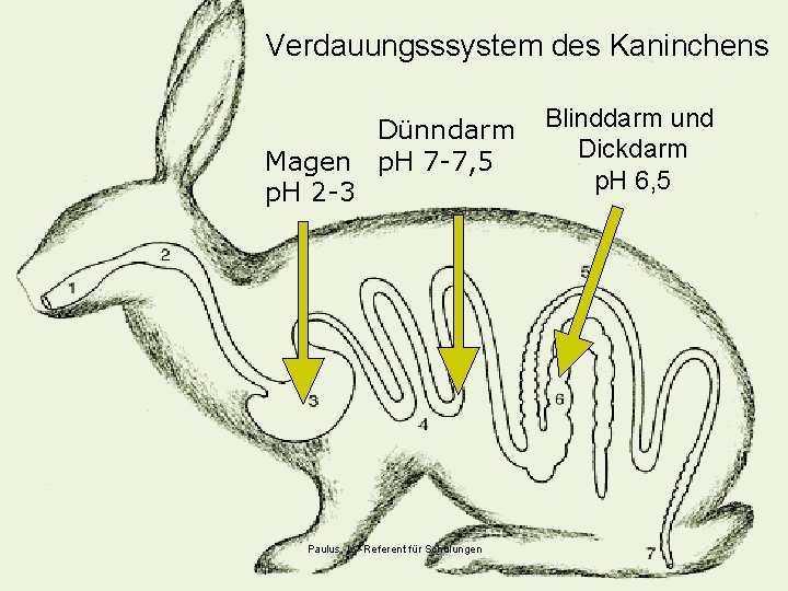 Verdauungsssystem des Kaninchens Dünndarm Magen p. H 7 -7, 5 p. H 2 -3