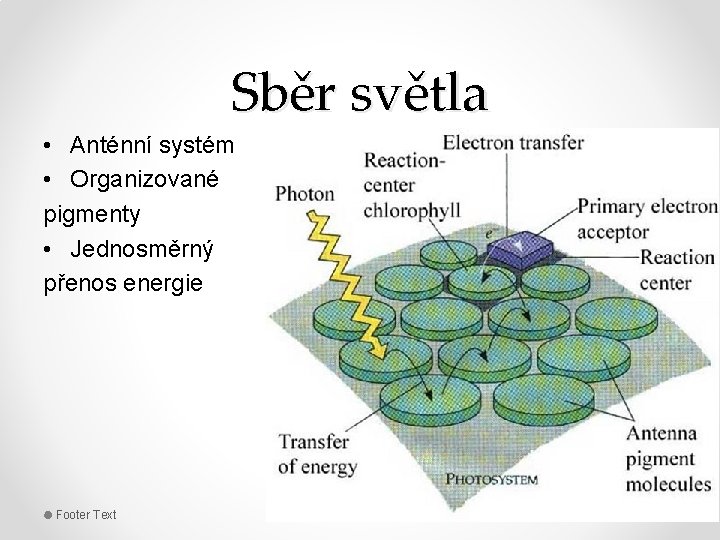 Sběr světla • Anténní systém • Organizované pigmenty • Jednosměrný přenos energie Footer Text