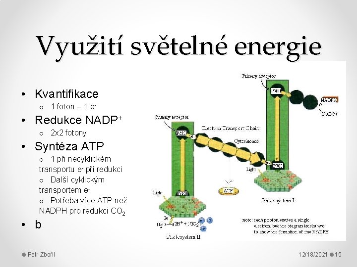 Využití světelné energie • Kvantifikace o 1 foton – 1 e- • Redukce NADP+
