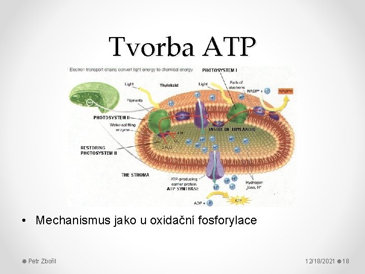 Tvorba ATP • Mechanismus jako u oxidační fosforylace Petr Zbořil 12/18/2021 18 