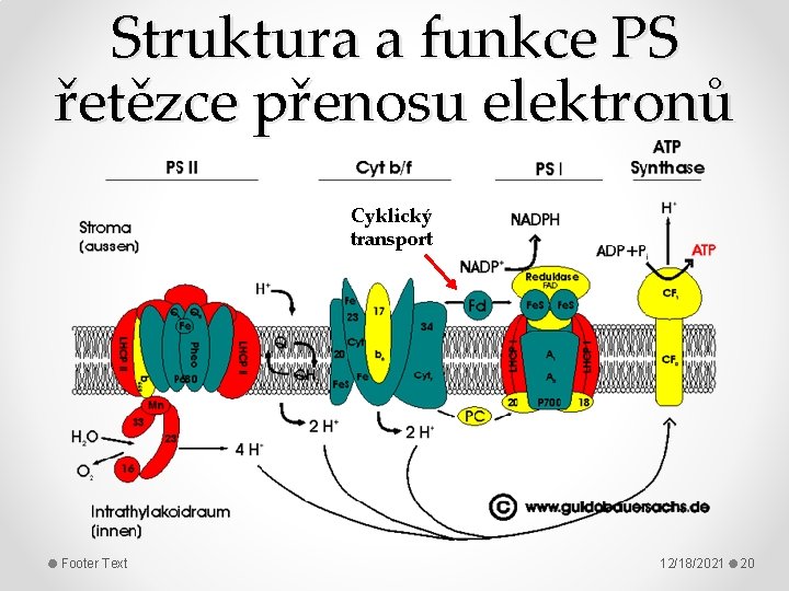 Struktura a funkce PS řetězce přenosu elektronů Cyklický transport Footer Text 12/18/2021 20 