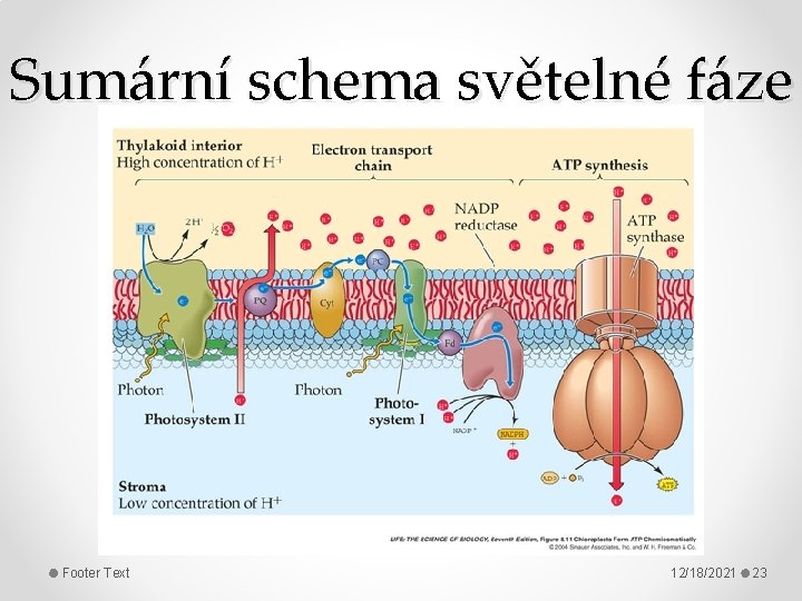 Sumární schema světelné fáze Footer Text 12/18/2021 23 