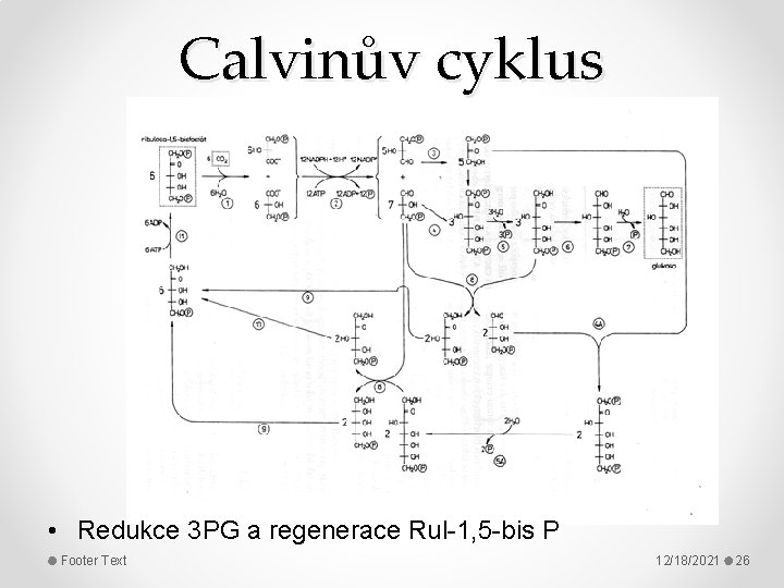 Calvinův cyklus • Redukce 3 PG a regenerace Rul-1, 5 -bis P Footer Text