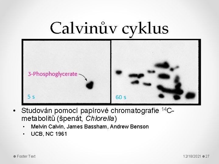 Calvinův cyklus • Studován pomocí papírové chromatografie 14 Cmetabolitů (špenát, Chlorella) • • Melvin