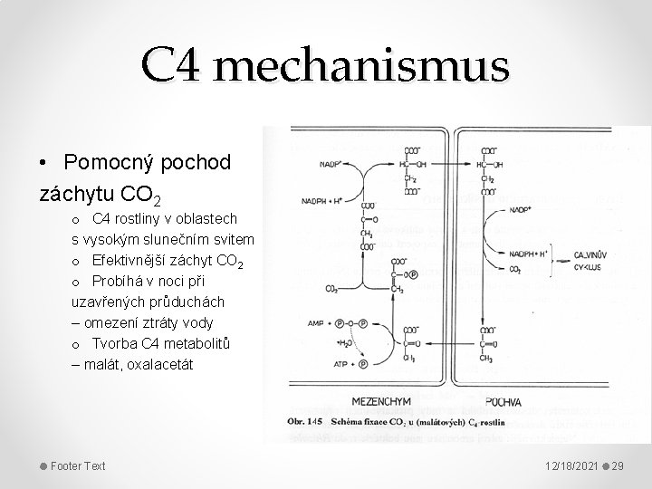 C 4 mechanismus • Pomocný pochod záchytu CO 2 o C 4 rostliny v