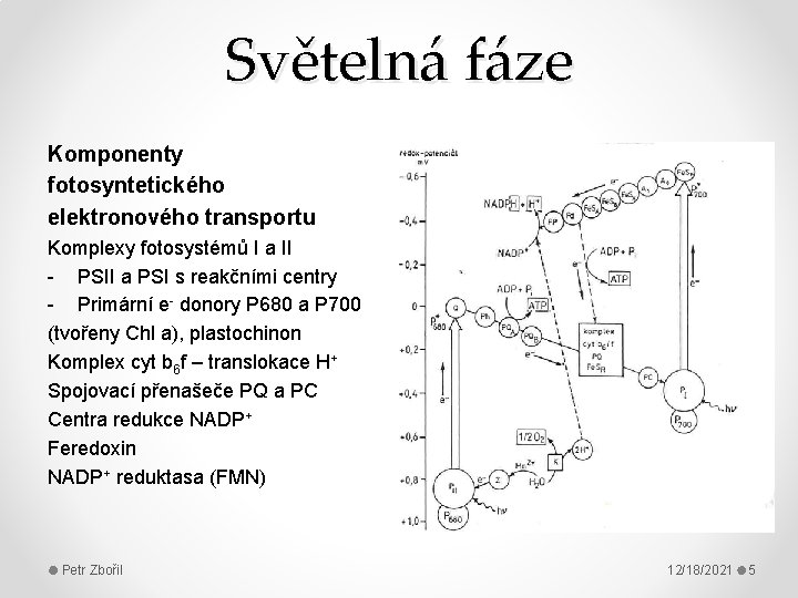 Světelná fáze Komponenty fotosyntetického elektronového transportu Komplexy fotosystémů I a II - PSII a