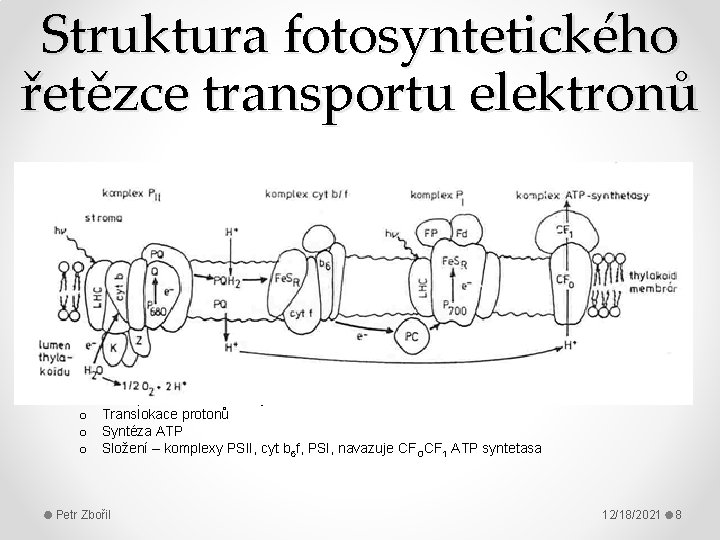 Struktura fotosyntetického řetězce transportu elektronů • Lokalizace přenašečů v membráně tylakoidu o o Transport